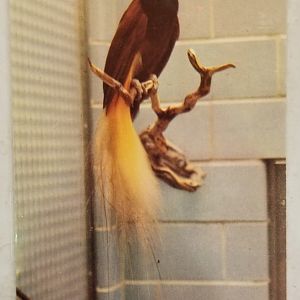 Greater bird-of-paradise