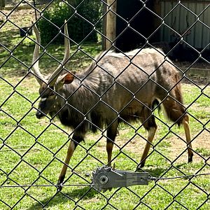 Lowland nyala (Tragelaphus angasii)