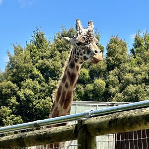 Ndale (Bull Giraffe)