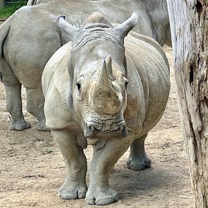 Moesha (Southern White Rhinoceros)