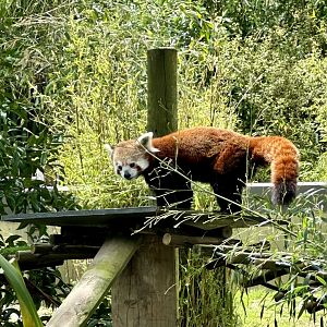 Jamuna (Nepalese Red Panda)