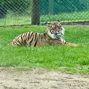 Scout (New Male Sumatran Tiger)