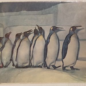 King penguins