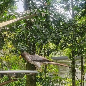 Western plantain eater