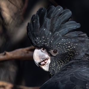 Red-tailed black-cockatoo (Calyptorhynchus banksii banksii)