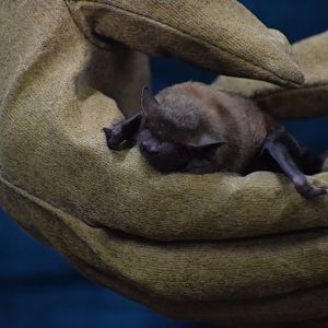 Common noctule - special event (Night with bats)