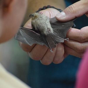 Lesser horseshoe bat - special event (Night with bats)