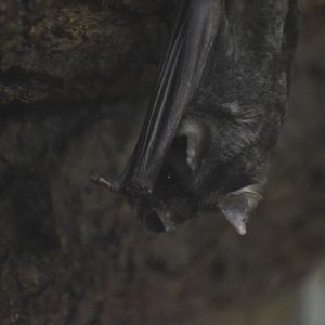 Pale spear-nosed bat - October 2023