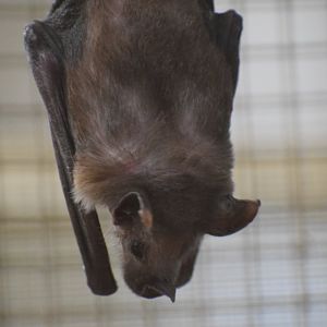 Southern long-nosed bat - October 2023