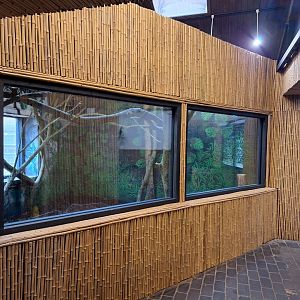 New indoor space in Pygmy Hippo House- 9th November 2023