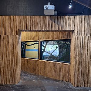 New indoor space in Pygmy Hippo house- 9th November 2023