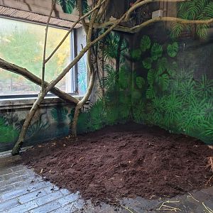 Indoor view of the new space in the Pygmy Hippo house- 9th November 2023