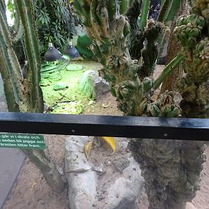 Fjärilshuset - Entrance hall - Tortoise exhibit