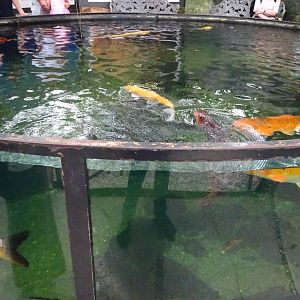 Fjärilshuset - Entrance hall - Koi pool