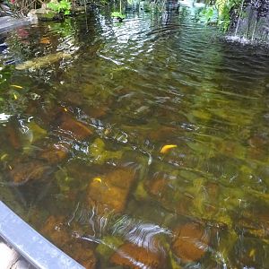 Fjärilshuset - Butterfly house - Pond for large fish