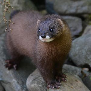 European mink (Mustela lutreola novikovi)