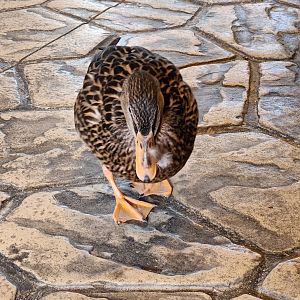 Marshy Point Nature Center (MD) - Frankie the Mallard
