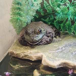 Marshy Point Nature Center (MD) - American Bullfrog