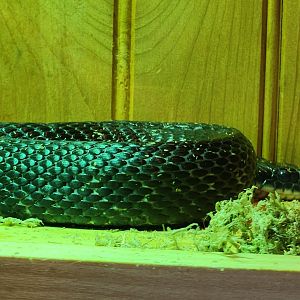 Marshy Point Nature Center (MD) - Black Rat Snake