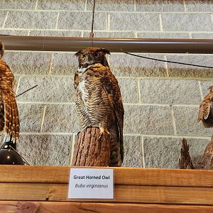 Marshy Point Nature Center (MD) - Owls of Maryland taxidermy