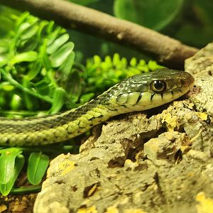 Marshy Point Nature Center (MD) - Eastern Garter Snake