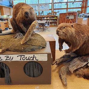 Marshy Point Nature Center (MD) - Beaver taxidermy and touch exhibit