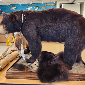 Marshy Point Nature Center (MD) - American Black Bear taxidermy