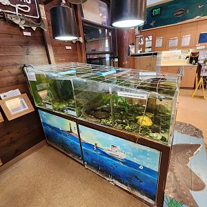 Marshy Point Nature Center (MD) - Aquarium tanks