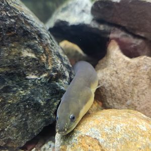 Marshy Point Nature Center (MD) - American Eel
