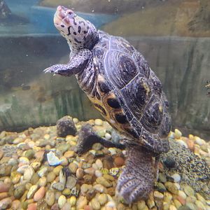 Marshy Point Nature Center (MD) - Diamondback Terrapin