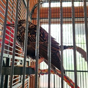 Marshy Point Nature Center (MD) - European Starling