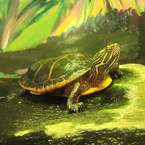 Marshy Point Nature Center (MD) - Eastern Painted Turtle