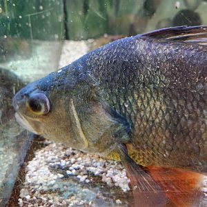 Marshy Point Nature Center (MD) - Perca flavescens