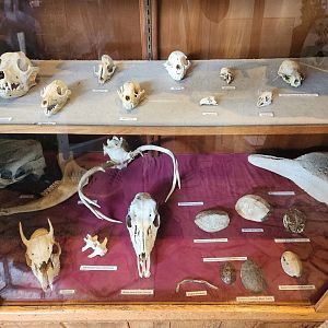 Marshy Point Nature Center (MD) - Animal skulls