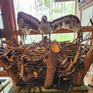 Marshy Point Nature Center (MD) - Osprey (?) nest