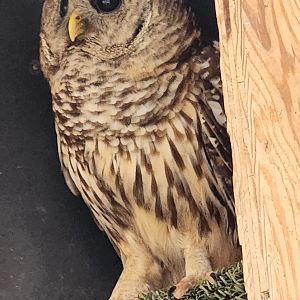 Marshy Point Nature Center (MD) - Barred Owl