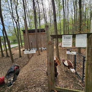 Marshy Point Nature Center (MD) - Turkey yard