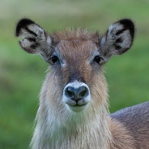 Defassa waterbuck, ZSL Whipsnade, UK