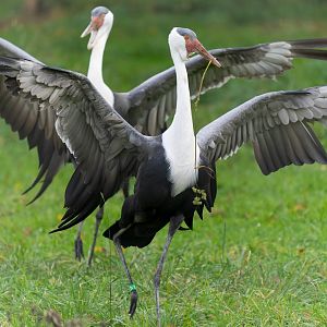 Wattled cranes, ZSL Whipsnade, UK