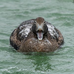 Common Eider, ZSL Whipsnade, UK