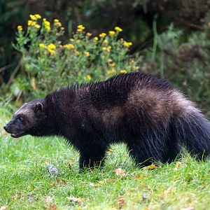 Wolverine, ZSL, Whipsnade, UK