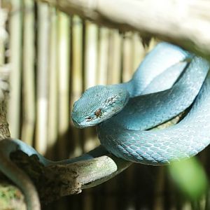 Indonesian pit viper (Trimeresurus insularis)