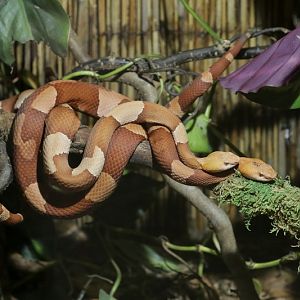 Trans-Pecos- Copperhead (Agkistrodon contortrix pictigaster)