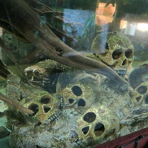 Halloween Deco for Alligator snapping turtle