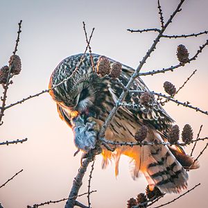 Short-eared Owl eating the prey