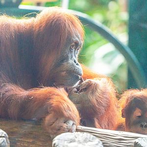 Sekali & Wali the Sumatran Orangutan mother and son