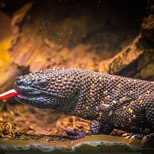 Guatemalan Beaded Lizard