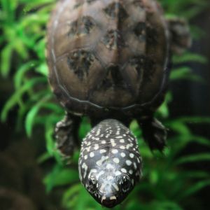Mexican musk turtle  (Staurotypus triporcatus)