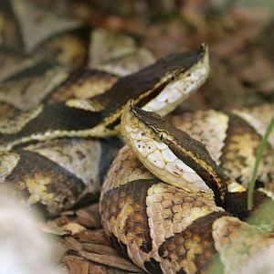 sharp-nosed viper or chinese copperhead (Deinagkistrodon acutus)