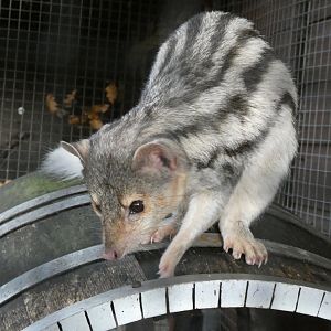 Grandidier’s vontsira - Bede’s college